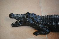 Krokodil  70 cm  Deko Garten Gartenfigur Alligatoren  Kaiman Figur 